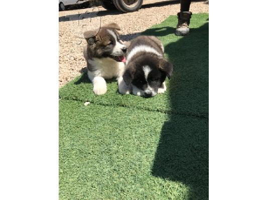 Akita κουτάβι kc reg